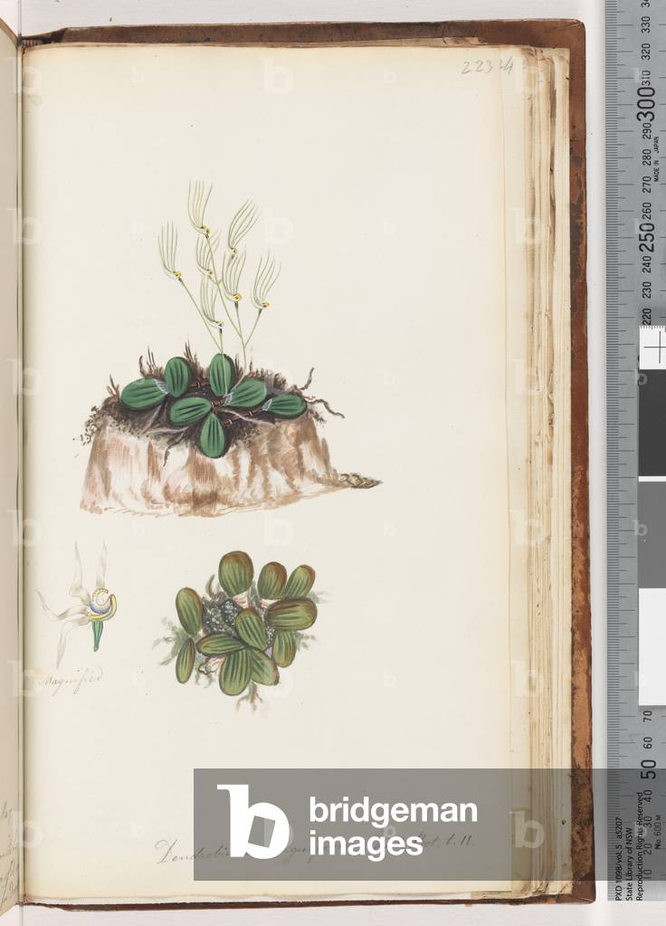 Page 223. Dendrobium linguiforme Exot. Bot. t. 11 Tongue Orchid (w/c)