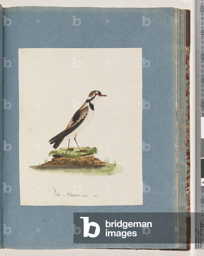 Page 79. Black-fronted Dotterel. Charadrius Hiaticula (w/c on paper)