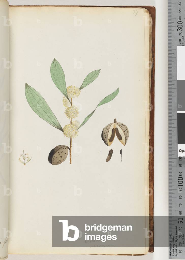 Page 37. Conchium nervosum (w/c)