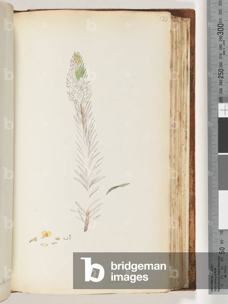 Page 133. Floribunda unfinished drawing (w/c)