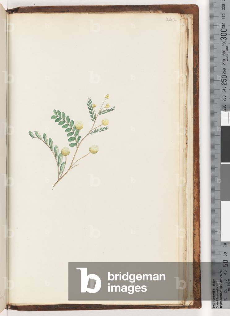Page 242. Unidentified plant (w/c)