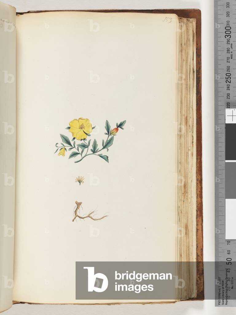 Page 153. Unidentified plant (w/c)