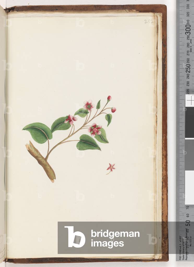 Page 252. Unidentified plant (w/c)
