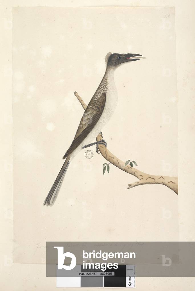 Page 57. January. Natural size, supposed to be a young bird Noisy Friarbird Philemon corniculatus, 1791-92 (w/c)