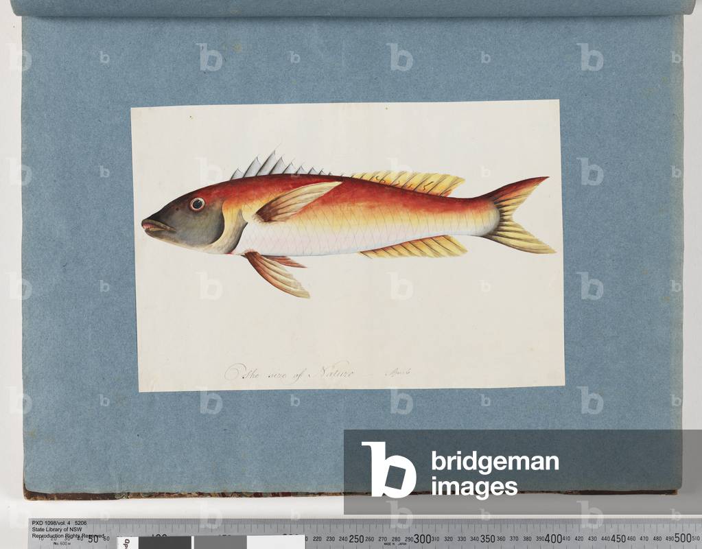 Page 20. Unidentified fish (w/c on paper)