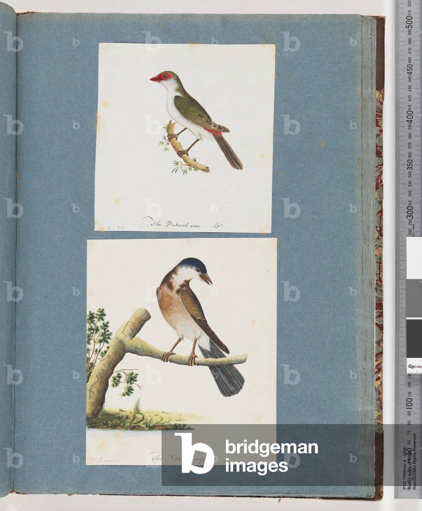 Page 105. Red-browed Finch. 106. Unidentified Bird (w/c on paper)