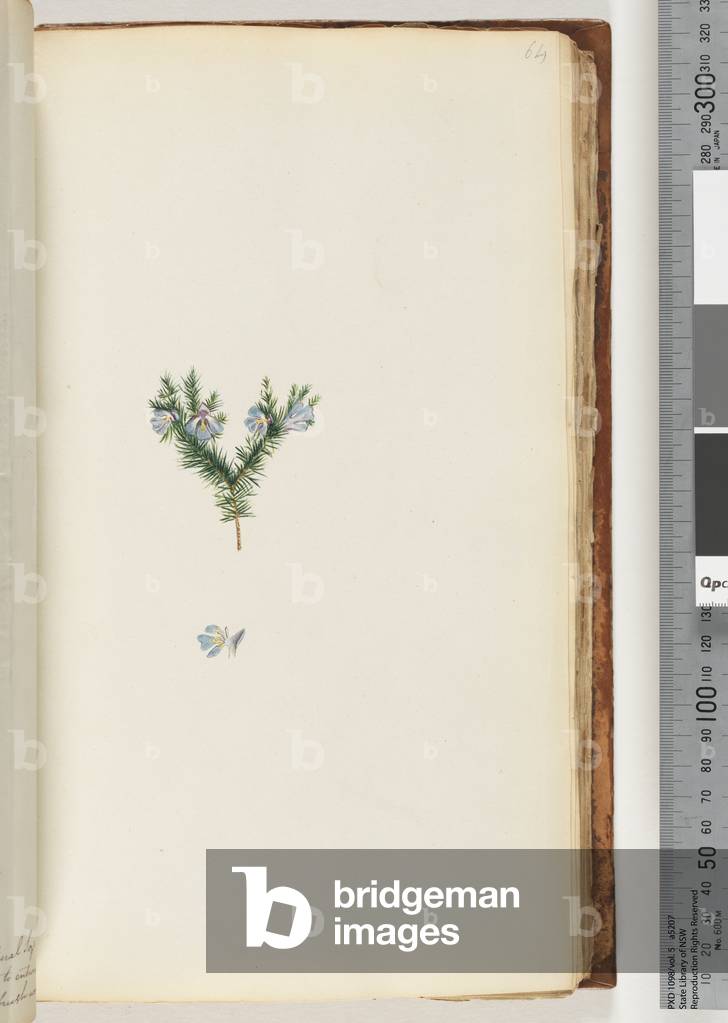 Page 64. Unidentified plant (w/c)