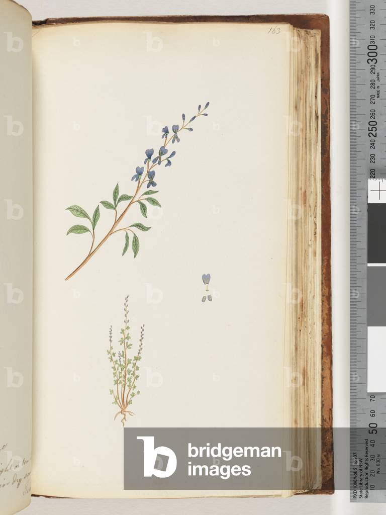 Page 163. Unidentified plant (w/c)