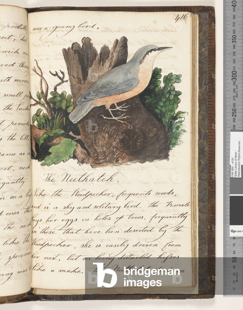 Page 416. The Nuthatch, 1810-17 (w/c & manuscript text)