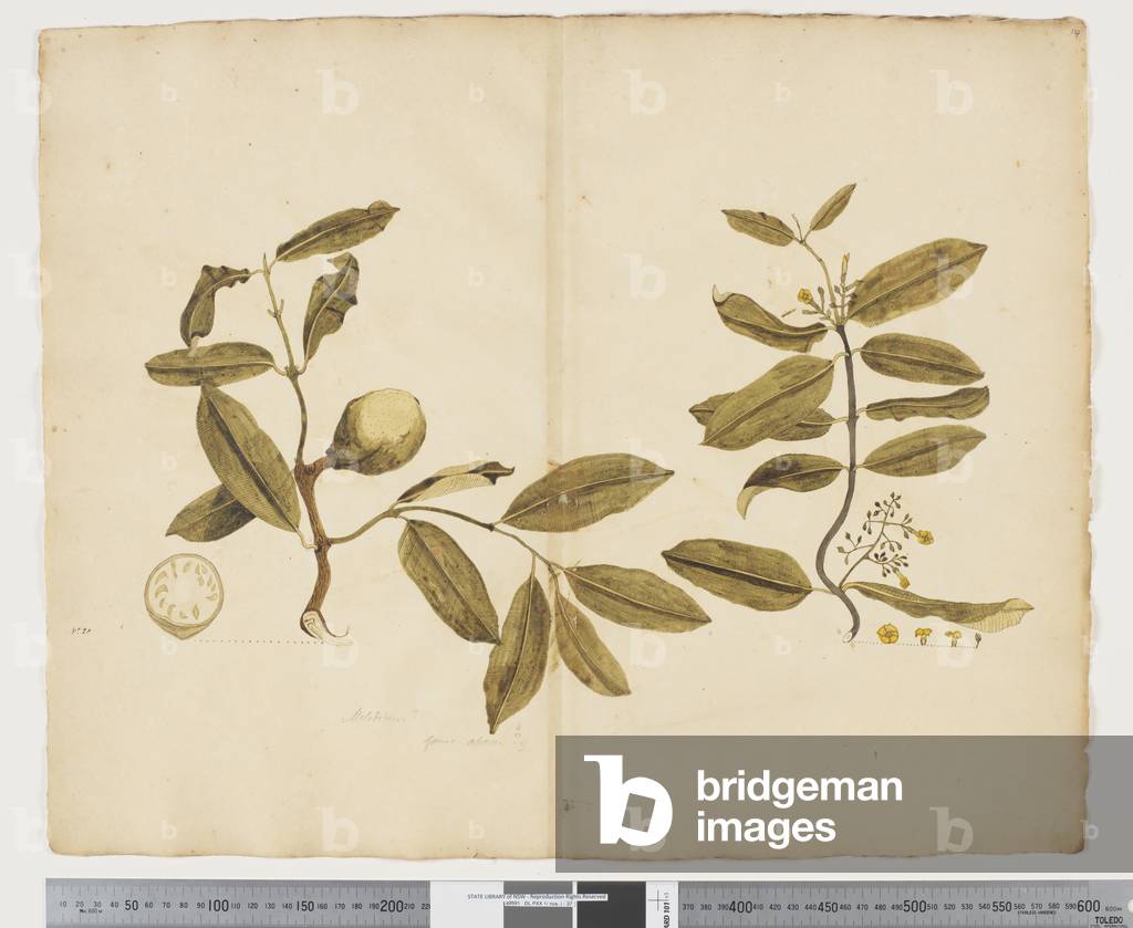 F.14 Melodinus baueri, c.1790-95 (w/c & ink on paper)