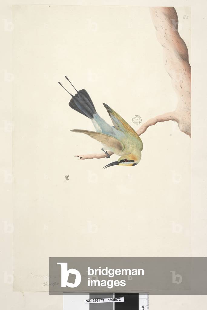 Page 73. Merops. above title in different hand November. Natural size Rainbow Bird Merops ornatus, 1791-92 (w/c)