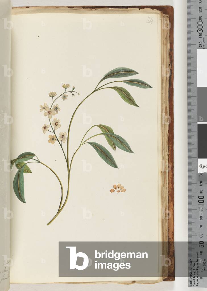 Page 84. Unidentified plant (w/c)