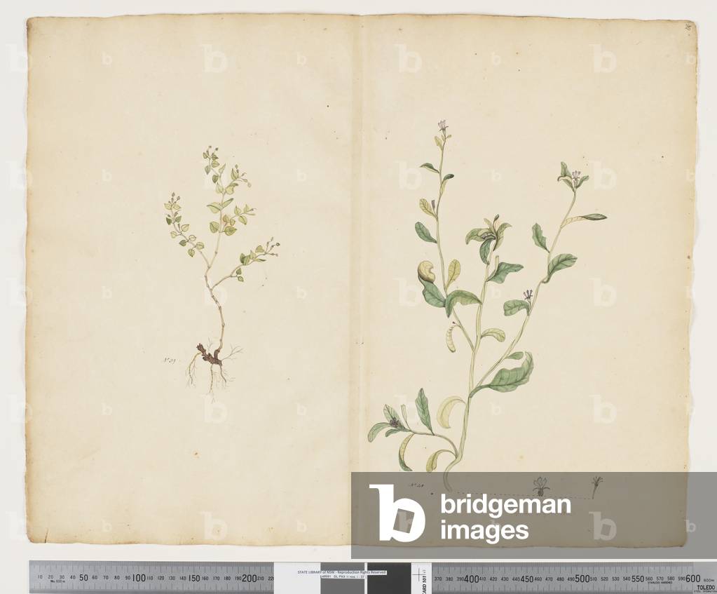 F.25 Euphorbia sparrmannii; Lobelia alata, c.1790-95 (w/c & ink on paper)