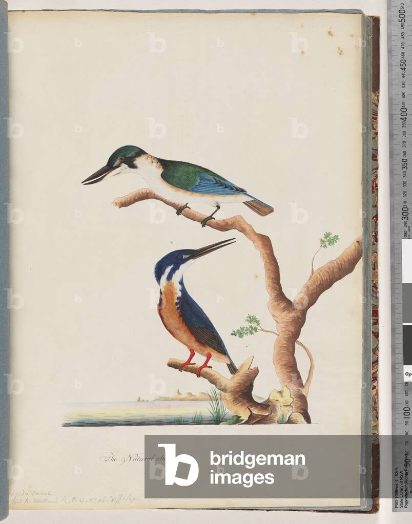 Page 53. 1. Sacred Kingfisher. Alcedo sacre 2. Azure Kingfisher. 2, 3 toed N. Holland Kingfisher (w/c on paper)