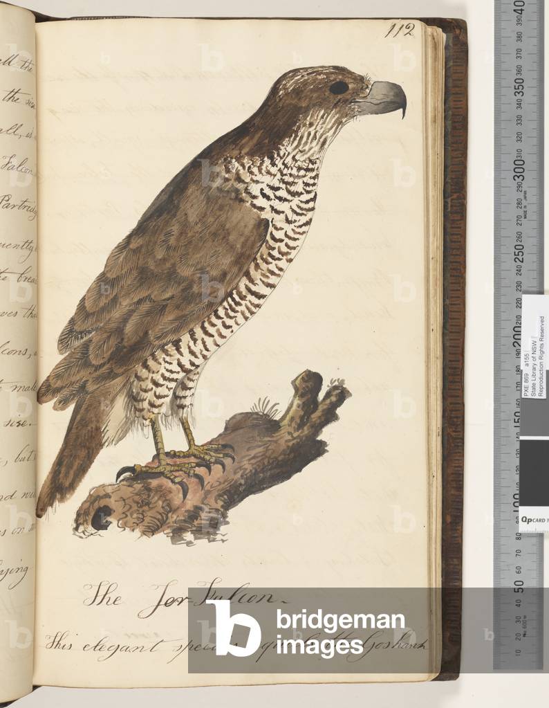 Page 112. The Jer Falcon, 1810-17 (w/c & manuscript text)
