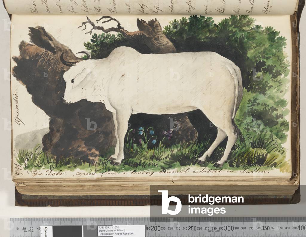 Page 511. The Zebu, copied from a living animal exhibited in Dublin, 1810-17 (w/c & manuscript text)