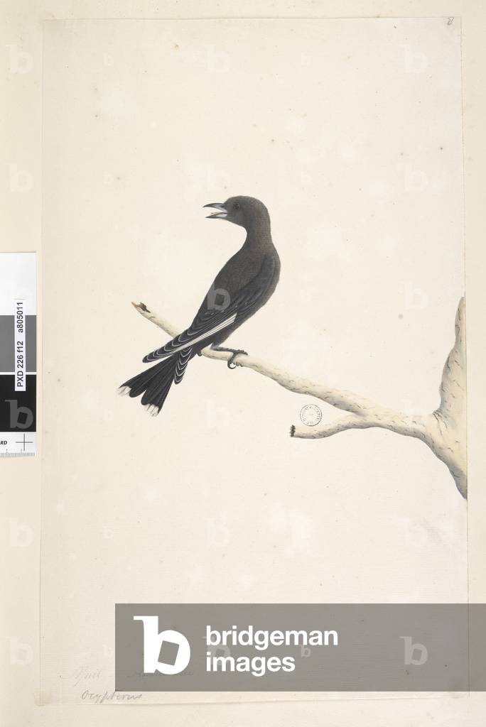 Page 12. Ocypterus. above title in different hand April,  natural size Dusky Wood, Swallow Artamus cyanopterus, 1791-92 (w/c)
