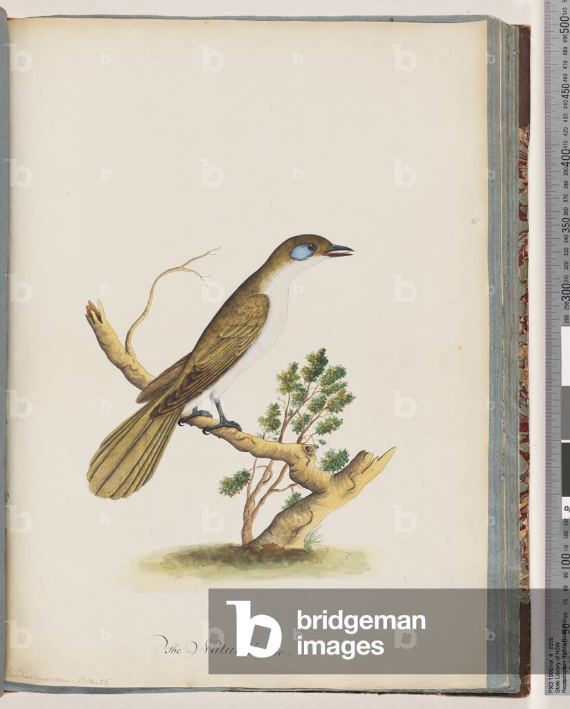 Page 61. Blue-faced Honeyeater. Turdus cyanoris. Blue-cheeked Thrush (Watling 225/146) (w/c on paper)
