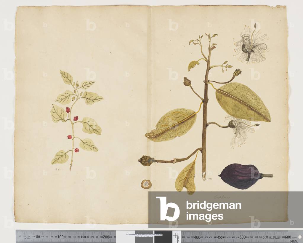 F.18 Tetragonia implexicoma; Caparis nobilis 'Devil's Guts', c.1790-95 (ink & w/c on paper)