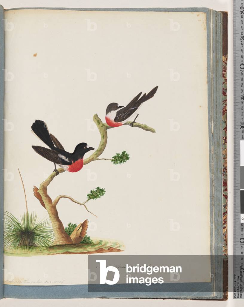 Page 73. Scarlet Robins (male and female). Muscicapa Crythrogastra (w/c on paper)
