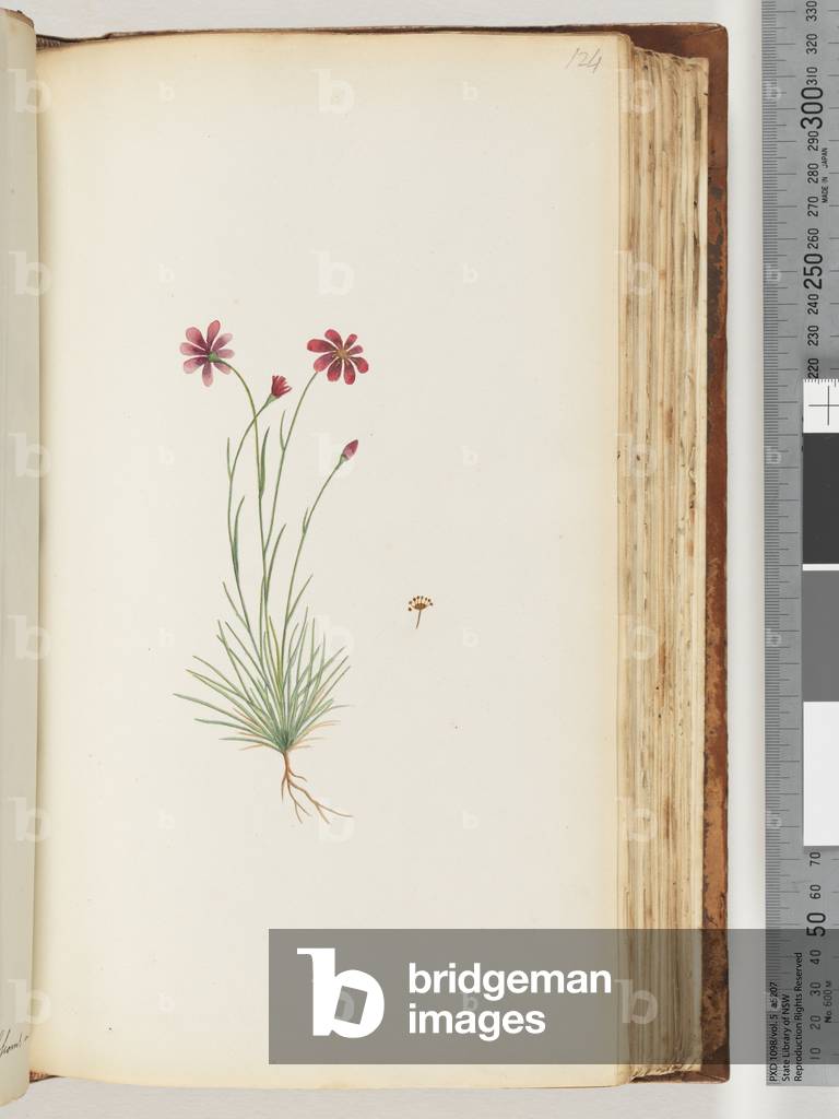 Page 124. Unidentified plant (w/c)