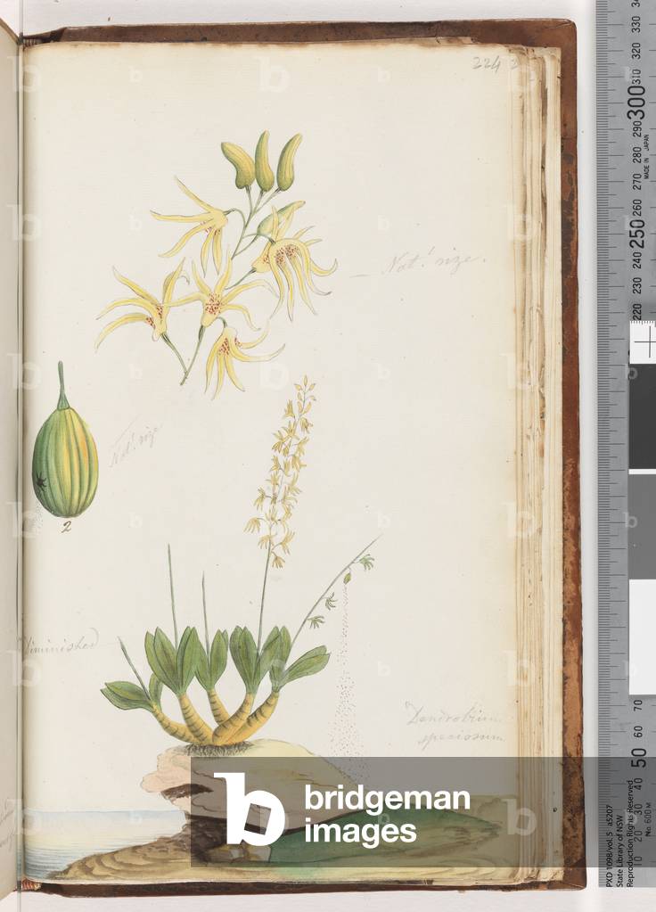Page 224. Dendrobium speciosum / Rock Orchid (w/c)