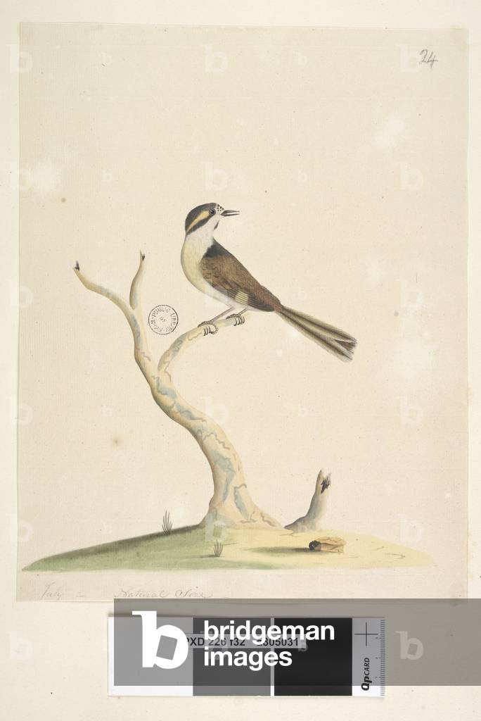 Page 32. Unidentified July, natural size. For notes concerning attempts to identify this bird see Hindwood, K. A. The Sydney bird paintings in the Australian Zoologist, v.XIII, part 2, August, 1965, p. 86 (ML ref. Q590.5/A), 1791-92 (w/c)