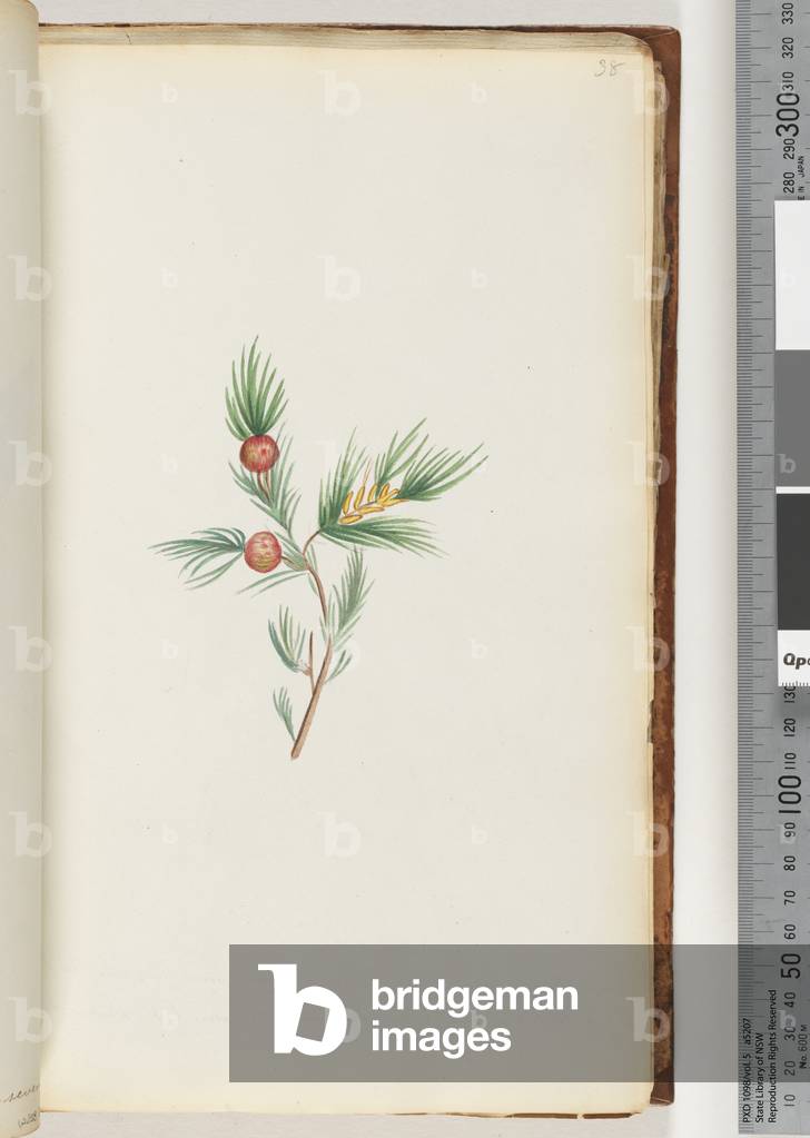 Page 38.  Unidentified plant (w/c)