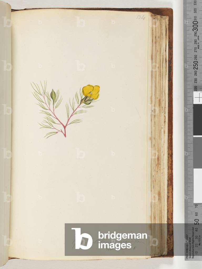Page 134. Gompholobium grandiflorum / Exot. Bot. t. 5 (w/c)