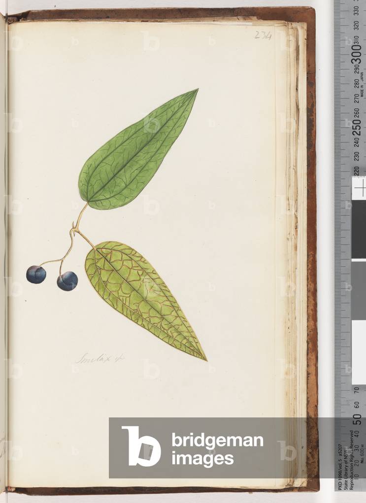 Page 234. Smilax sp Sweet Sarsaparilla (w/c)