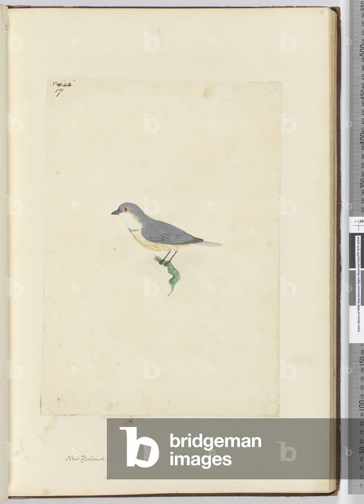 f.17 Unidentified New Zealand bird, 1772-75 (w/c)