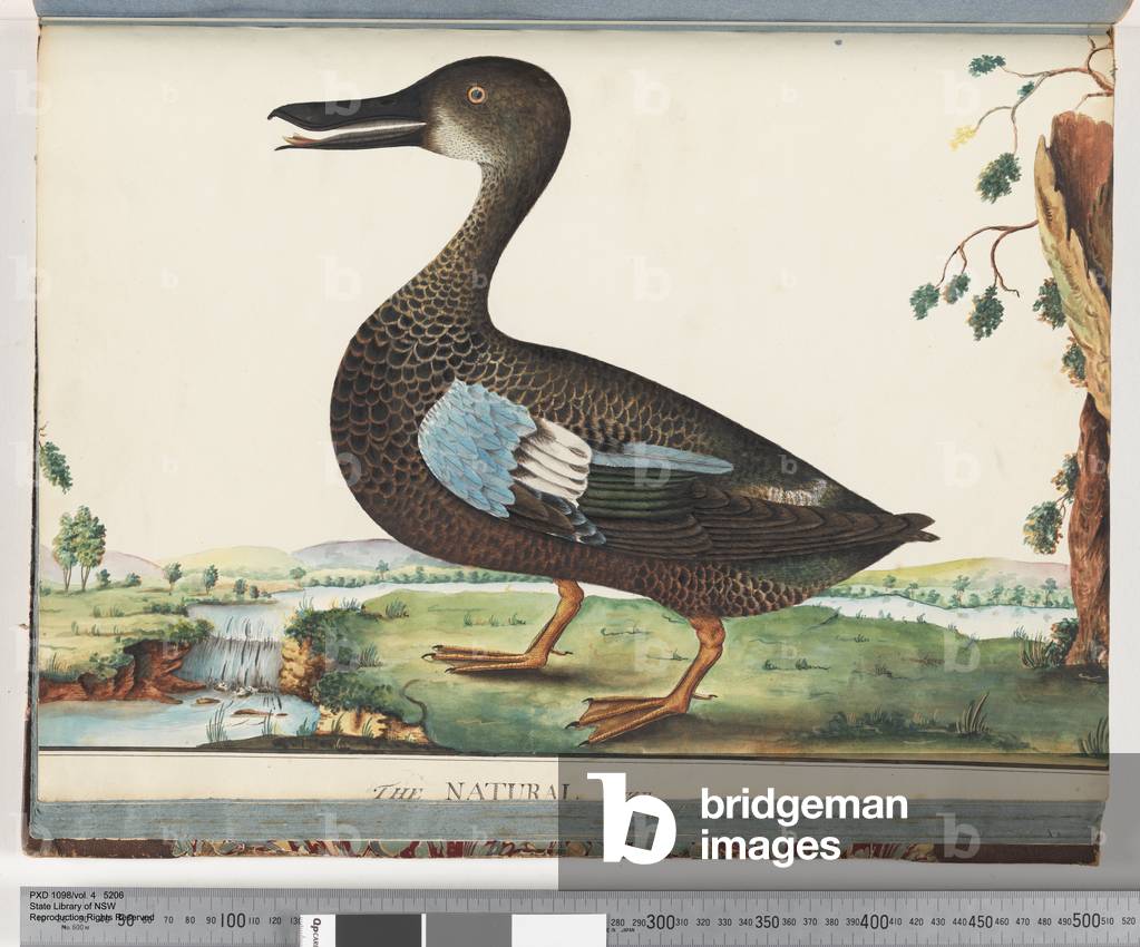 Page 87. Duck (w/c on paper)