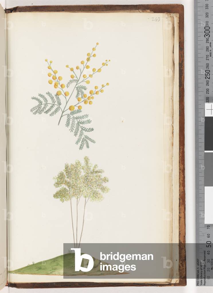 Page 243. Unnamed flowering plant (Watling 465/400) (w/c)