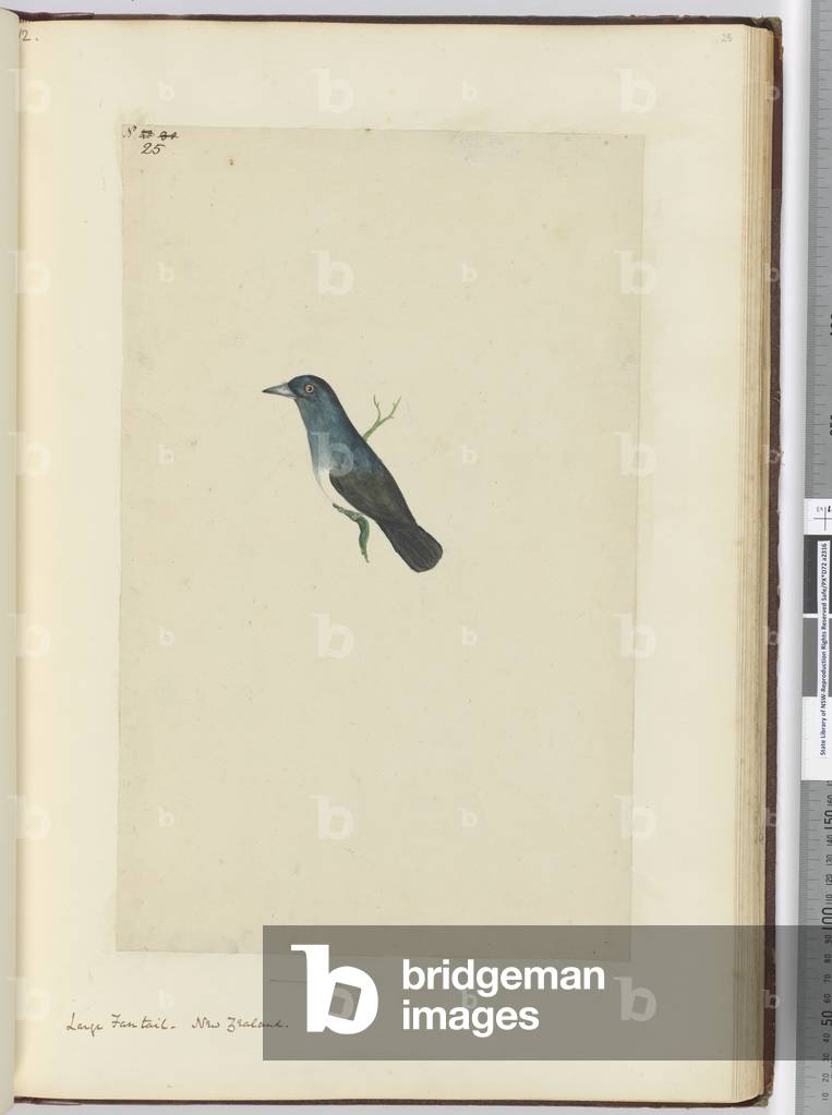 F.25 Large fantail. New Zealand, 1772-75 (w/c)