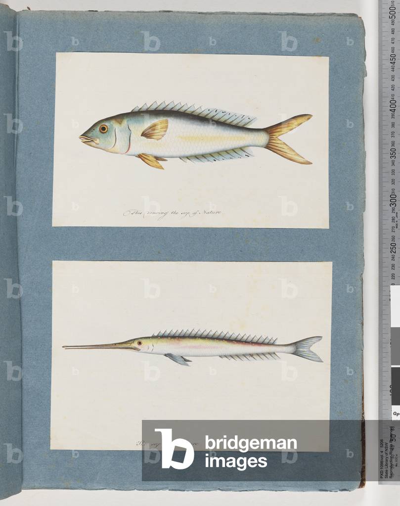 Page 9. Unidentified fish.   10. Unidentified fish (w/c on paper)