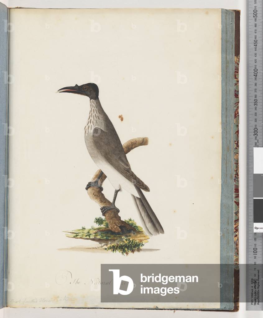 Page 95. Noisy Friarbird. Knob fronted Honeyeater (w/c on paper)