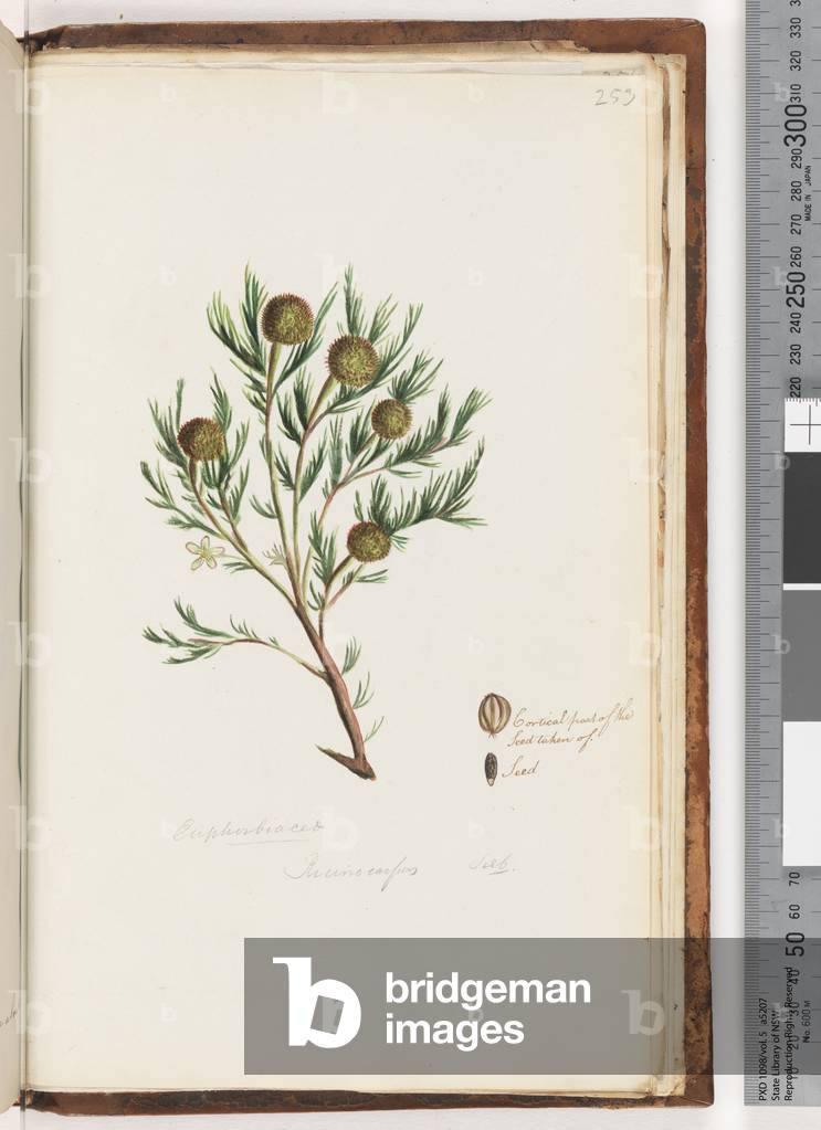 Page 253. Euphorbiaceae / Ricinocarpus  ...? Wedding Bush (w/c)