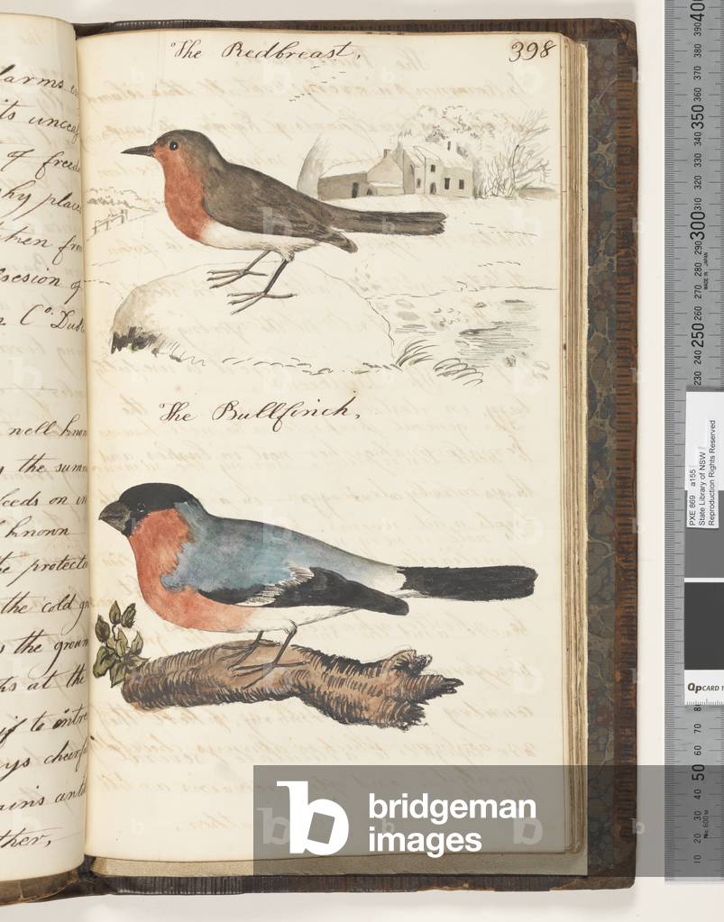 Page 398. The Redbreast; the Bullfinch, 1810-17 (w/c & manuscript text)