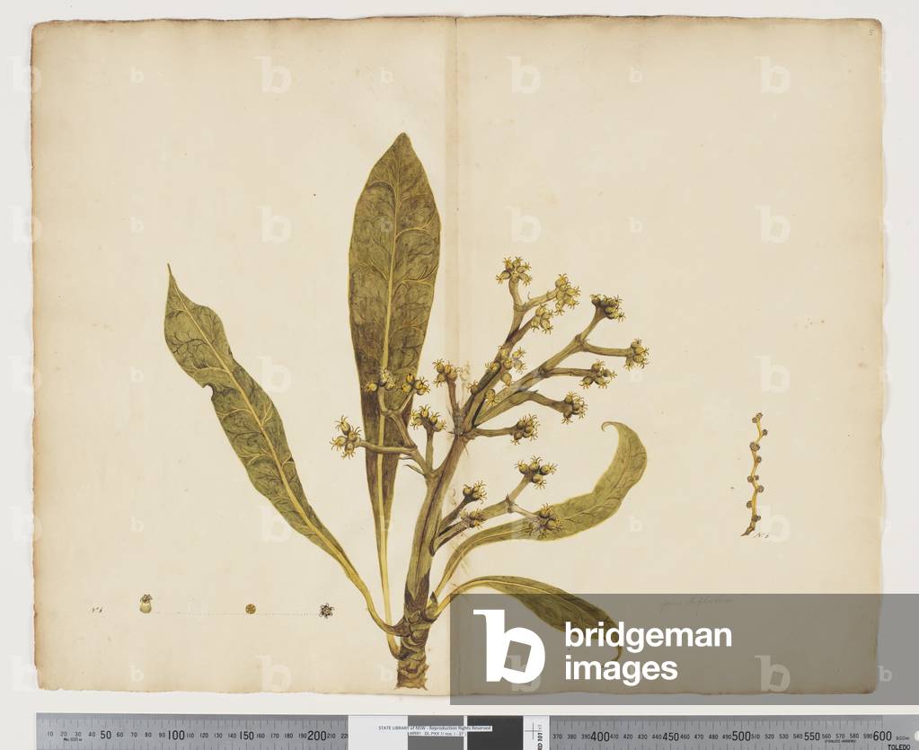 F.5 Meryta angustifolia, c.1790-95 (w/c & ink on paper)