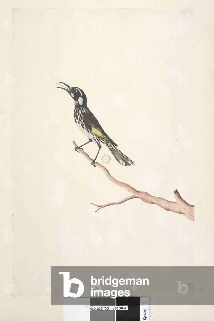 Page 65. May, natural size Yellow Winged Honeyeater Meliornis novae, hollandiae, 1791-92 (w/c)