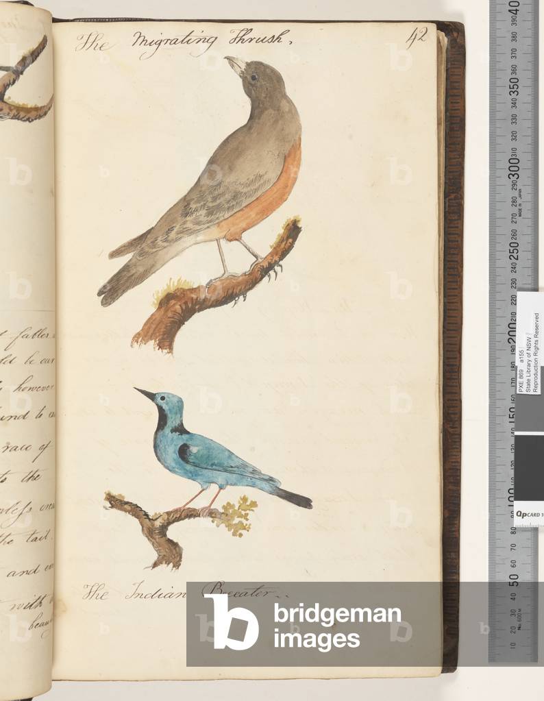 Page 42. The Migrating Thrush; the Indian Bee eater, 1810-17 (w/c & manuscript text)