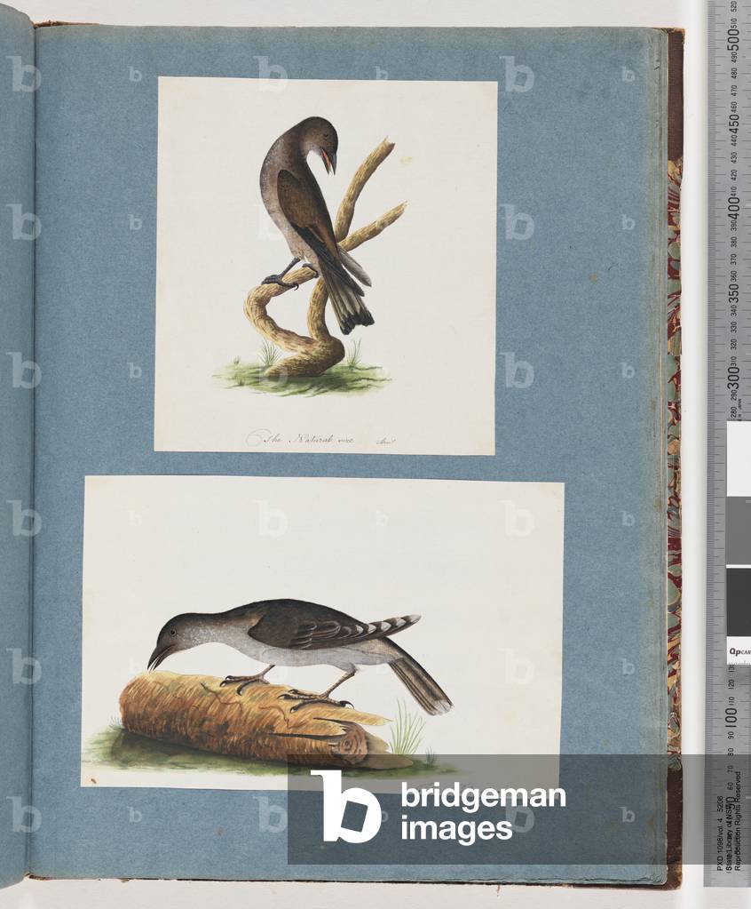 Page 123. Unidentified Bird. 124. Unidentified Bird (w/c on paper)