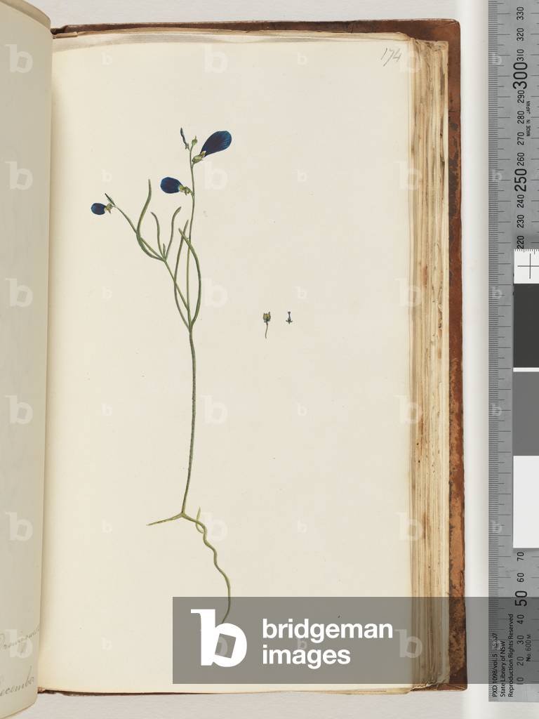 Page 174. Unidentified plant (w/c)