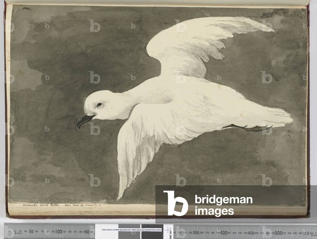F.39 Antarctic white petrel. Seen lat. 60 to lat. 71 S., 1772-75 (w/c)