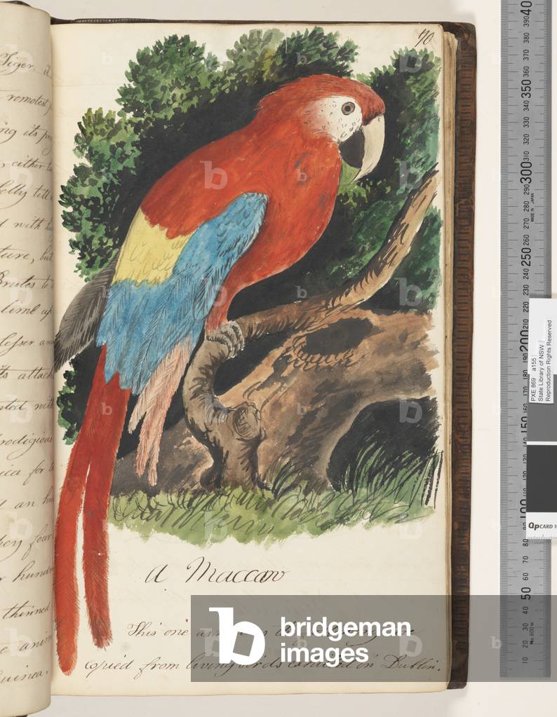 Page 70. A Maccaw, 1810-17 (w/c & manuscript text)