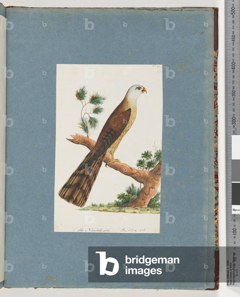 Page 141. Unidentified Bird (w/c on paper)