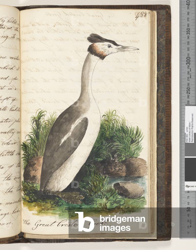 Page 438. The Great Crested Grebe, 1810-17 (w/c & manuscript text)