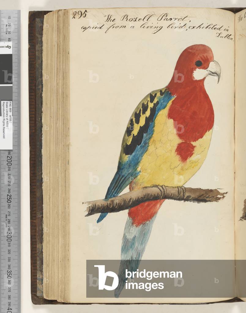 Page 295. The Rozell Parrot, copied from a living bird, exhibited in Dublin Eastern Rosella?, 1810-17 (w/c & manuscript text)