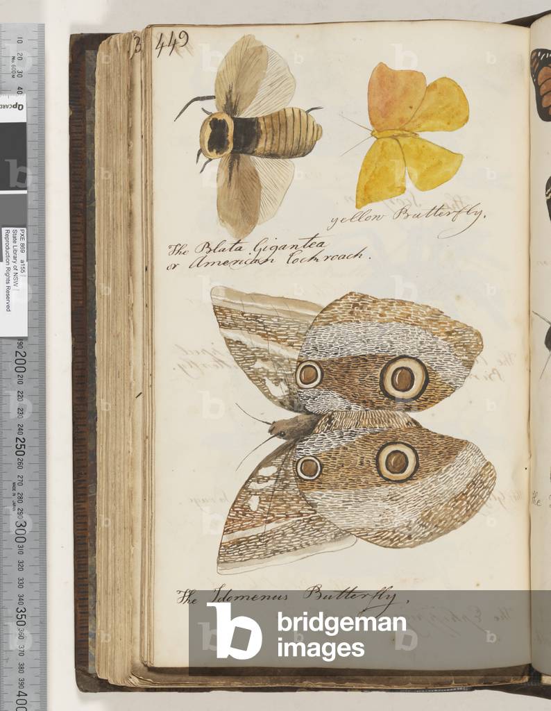 Page 449. The Blata Gigantea or American Cockroach; yellow Butterfly; the Idomenus Butterfly, 1810-17 (w/c & manuscript text)
