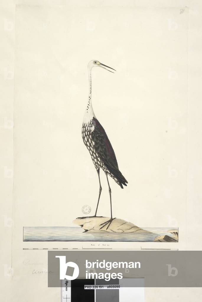 Page 91. Ciconia. above title in different hand December, iris doubtfull White, Necked Heron Ardea pacifica Notophoyx pacifica, 1791-92 (w/c)